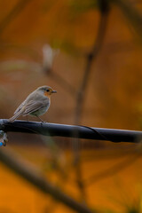 Robin redbreast is small brownish.