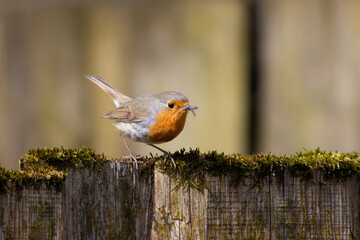 A Robin stands on a fence with insects