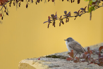 Lesser whitethroat, Sylvia curruca. Bird sings while sitting