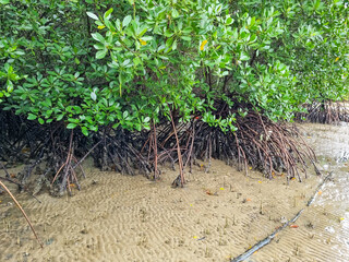 Close up of magrove trees with branches with green leaves. Close up of mangrove leaf. Detail of mangrove trees along the mangrove forest. Fresh green natural color of the nature.