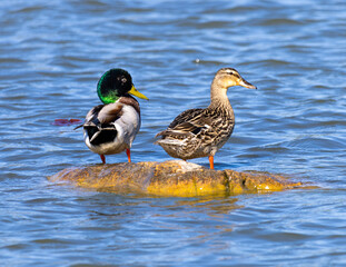 Fototapeta premium Male and Female Mallard Ducks (nas platyrhynchos) on a rock on a lake in the summer 