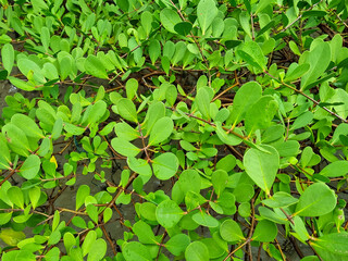 Fresh green mangrove leaves on the edge of the beach