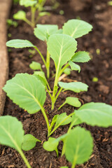Close-up of young cabbage seedlings on fertile dark soil in spring