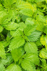 Nettle is dioecious, stinging nettle in the garden. Wild nettle, weed in agriculture, medicinal plant