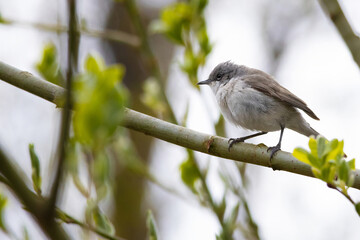 Lesser whitethroat, Sylvia curruca. A bird sits on a branch