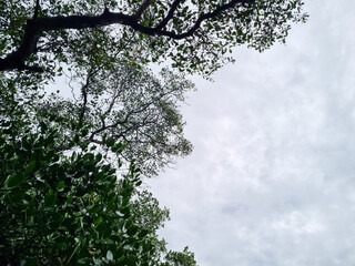 Background view of cloudy sky with mangrove trees copy space in Indonesia