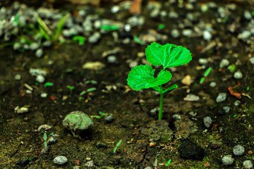 Sustainable concept of a small plant growing