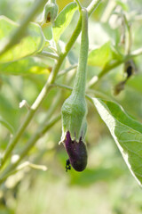Fresh long purple brinjal (eggplant) hanging on the plant, brinjal in the vegetable field waiting to be picked for consumption. brinjal hanging on the brinjal plant. Fresh vegetable, healthy vegetable