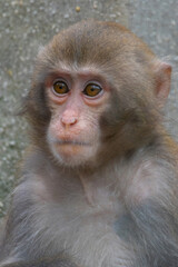 Closeup of   (Macaca fuscata) a baby Japanese macaque