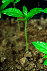 Growth tree young plant Natural green background