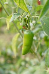 fresh green chili on plant closeup, chili plants in organic farming, Chilies closeup in field, Green chili plant in a farmer's field, Ripe green chili on a plant in Chakwal, Punjab, Pakistan