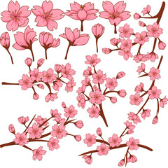 Set of pink cherry blossom