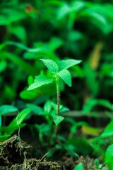 Earth day concept. Renewable energy for future. Sustainable resources. Plant management or environment symbol. Clean energy growing up.