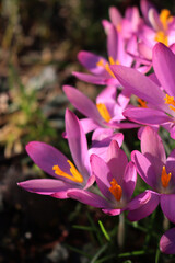 Naklejka premium Close-up of pink crocus flowers in the garden on a sunny day