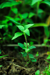 Earth day concept. Renewable energy for future. Sustainable resources. Plant management or environment symbol. Clean energy growing up.