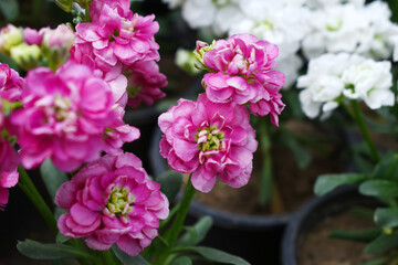 Fototapeta premium Pink Hoary Stock, Pink Hoary Stock or Matthiola Incana is a member of the Brassicaceae family of flowering plants. It's also commonly known as Brompton Stock, Common Stock, Pink flower in garden