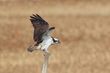 flapping Osprey, bird of prey
