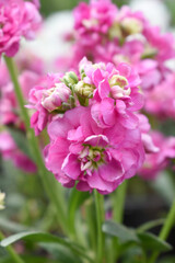 Obraz premium Pink Hoary Stock, Pink Hoary Stock or Matthiola Incana is a member of the Brassicaceae family of flowering plants. It's also commonly known as Brompton Stock, Common Stock, Pink flower in garden