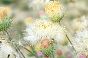 A blooming Creeping Thistle plant, Creeping thistles flower at the meadow. wild flower bloom, thistle in seed, natural flower, creeping thistle flower closeup, Closeup of fluffy creeping thistles seed