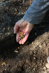 Farmer’s hand planting French bean seeds in the ground near a plastic grid in the vegetable garden 
