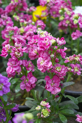 Pink Hoary Stock, Pink Hoary Stock or Matthiola Incana is a member of the Brassicaceae family of flowering plants. It's also commonly known as Brompton Stock, Common Stock, Pink flower in garden