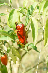 fresh red chili vegetable on plant closeup, chili plants in organic farming, Chilies closeup in field, red chili plant in a farmer's field, Ripe red chili on a plant in Chakwal, Punjab, Pakistan