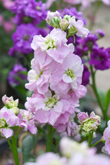 Pink Hoary Stock, Pink Hoary Stock or Matthiola Incana is a member of the Brassicaceae family of flowering plants. It's also commonly known as Brompton Stock, Common Stock, Pink flower in garden