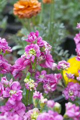 Pink Hoary Stock, Pink Hoary Stock or Matthiola Incana is a member of the Brassicaceae family of flowering plants. It's also commonly known as Brompton Stock, Common Stock, Pink flower in garden