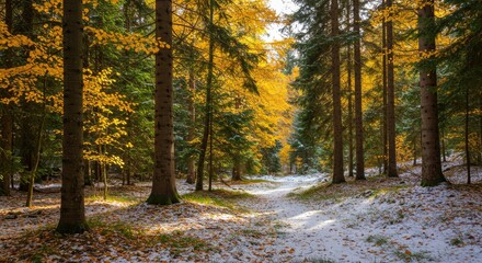Obraz premium Autumn forest path covered in fresh snow. Sunlight streams through the trees