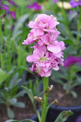 Pink Hoary Stock, Pink Hoary Stock or Matthiola Incana is a member of the Brassicaceae family of flowering plants. It's also commonly known as Brompton Stock, Common Stock, Pink flower in garden