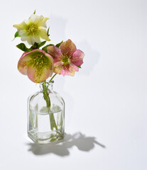 Three hellebores in clear glass bottle white background