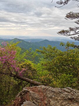 Between Mount Mitake and mount odake outside of Tokyo, Japan. Mountains landscape view from a rocky outcrop, surrounded by spring foliage and blooming flowers, overlooking green hills 
