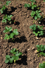 Strawberry plants with green unripe fruits and green leaves in the field on a sunny day. Fragaria 