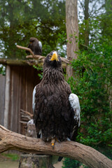 Majestic Steller's sea eagle perched on a branch in a naturalistic zoo enclosure. Captured in vivid detail. Wildlife, conservation, and bird-of-prey concept.