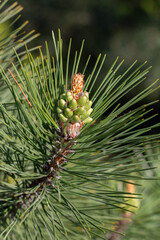 Fototapeta premium Young fir cones on tree branches, New life of trees after winter.