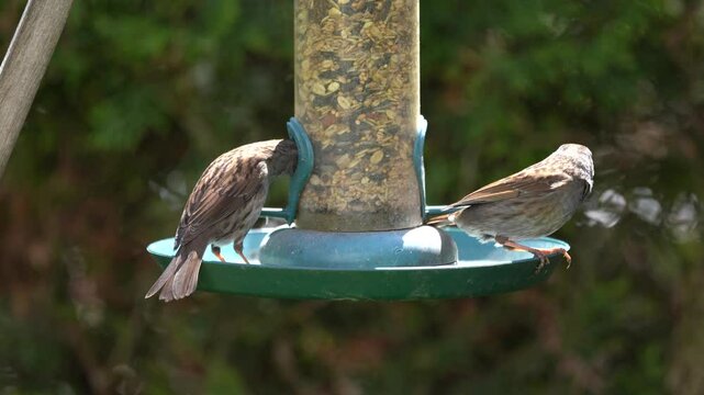 dunnocks at the feeder