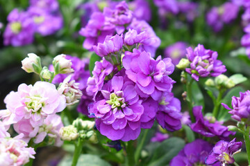 Purple Hoary Stock, Purple Hoary Stock or Matthiola Incana is a member of the Brassicaceae family...
