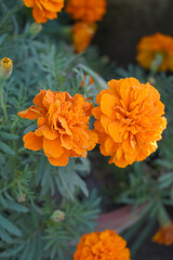 Orange french marigold flower blossom in garden, Orange french Mari Gold flowers for decorate garden, Close up of beautiful small marigold flower in garden. Marigold flowers bloom in nature