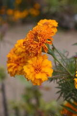 Orange french marigold flower blossom in garden, Orange french Mari Gold flowers for decorate garden, Close up of beautiful small marigold flower in garden. Marigold flowers bloom in nature