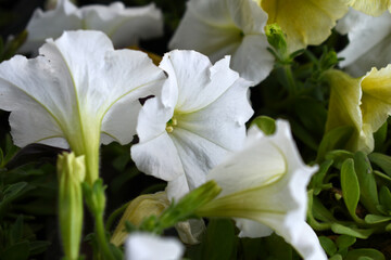White petunias in the garden, Petunia, Close up of white Petunia flower in the garden, Petunia flower and blurred background, Background of white petunia flowers, spring flower Closeup.