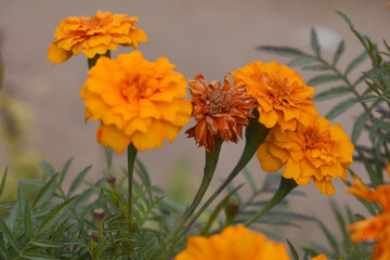 Orange french marigold flower blossom in garden, Orange french Mari Gold flowers for decorate garden, Close up of beautiful small marigold flower in garden. Marigold flowers bloom in nature