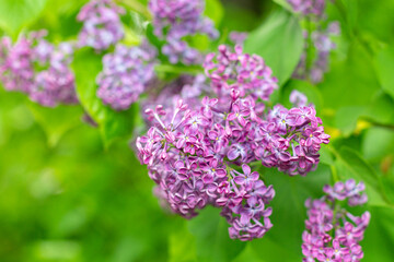 Spring background with blooming Lilac Flowers