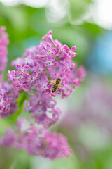 Spring background with blooming Lilac Flowers