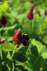 Bumble bee on crimson clover  flower in the field. Bombus in a Trifolium incarnatum field 