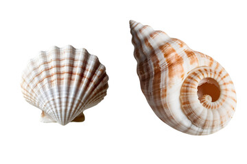 Fototapeta premium Shells isolated on transparent or white background, png