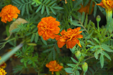 Red french marigold flower blossom in garden, red french Mari Gold flowers for decorate garden, Close up of beautiful small marigold flower in garden. Marigold flowers bloom in nature