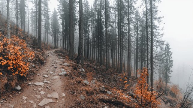 Forest Path in Foggy Landscape - Powered by Adobe