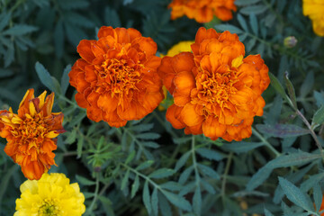 Red french marigold flower blossom in garden, red french Mari Gold flowers for decorate garden, Close up of beautiful small marigold flower in garden. Marigold flowers bloom in nature