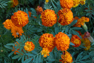 Red french marigold flower blossom in garden, red french Mari Gold flowers for decorate garden, Close up of beautiful small marigold flower in garden. Marigold flowers bloom in nature