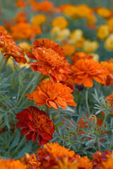 Red french marigold flower blossom in garden, red french Mari Gold flowers for decorate garden, Close up of beautiful small marigold flower in garden. Marigold flowers bloom in nature
